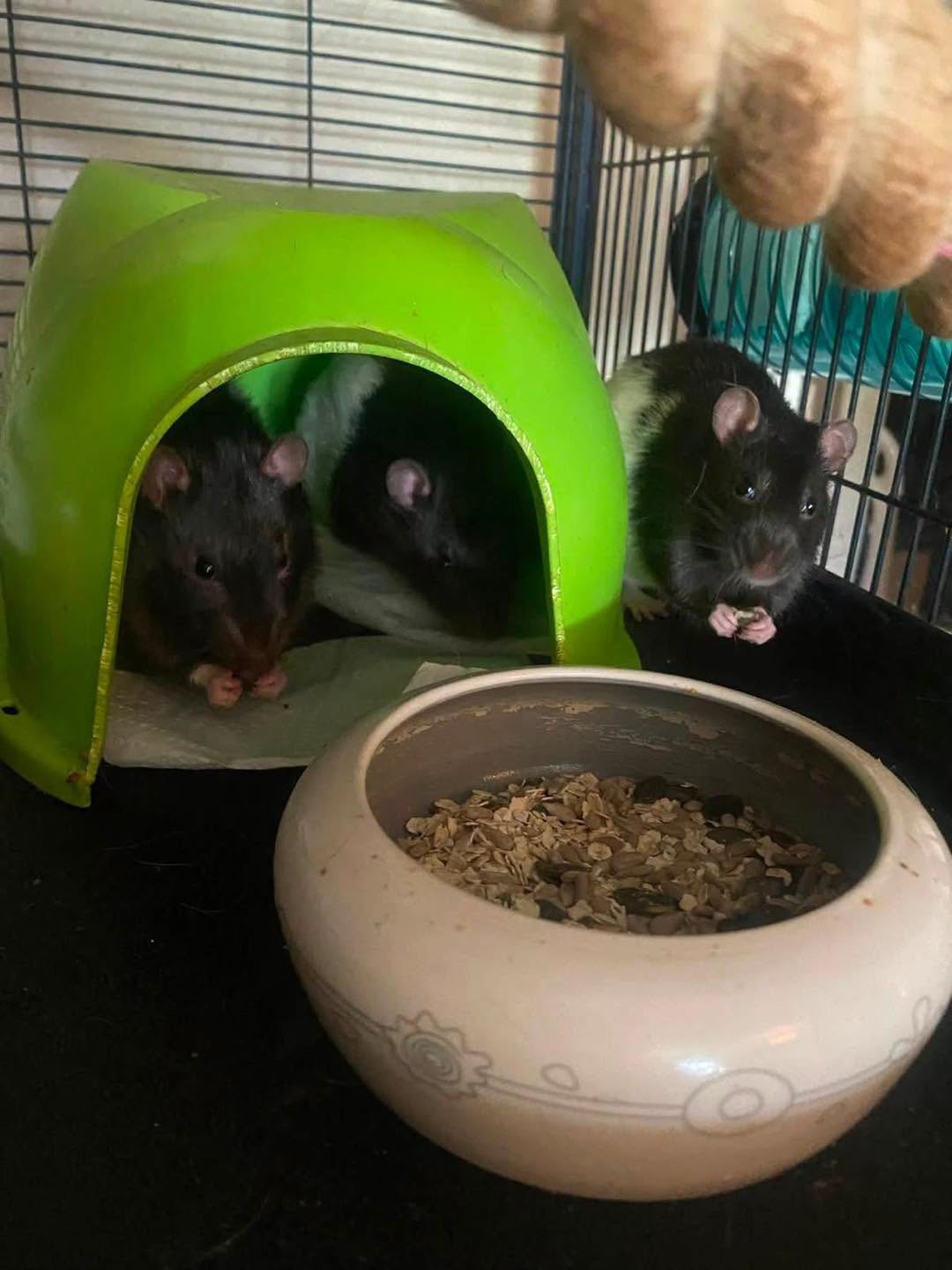 adoption rat 60