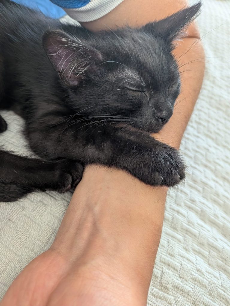 adoption chaton 78