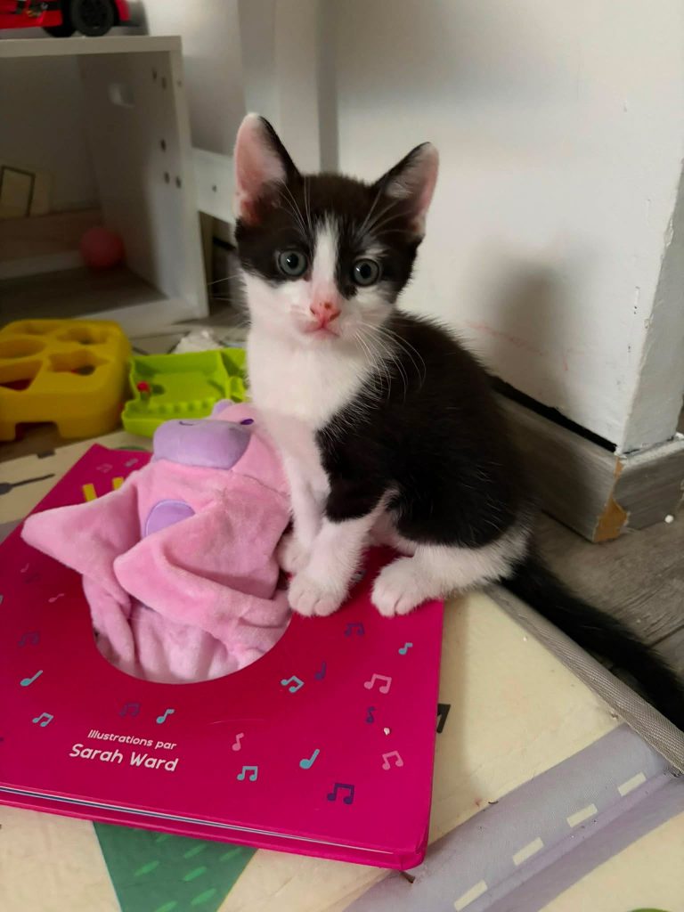 adoption chaton 78