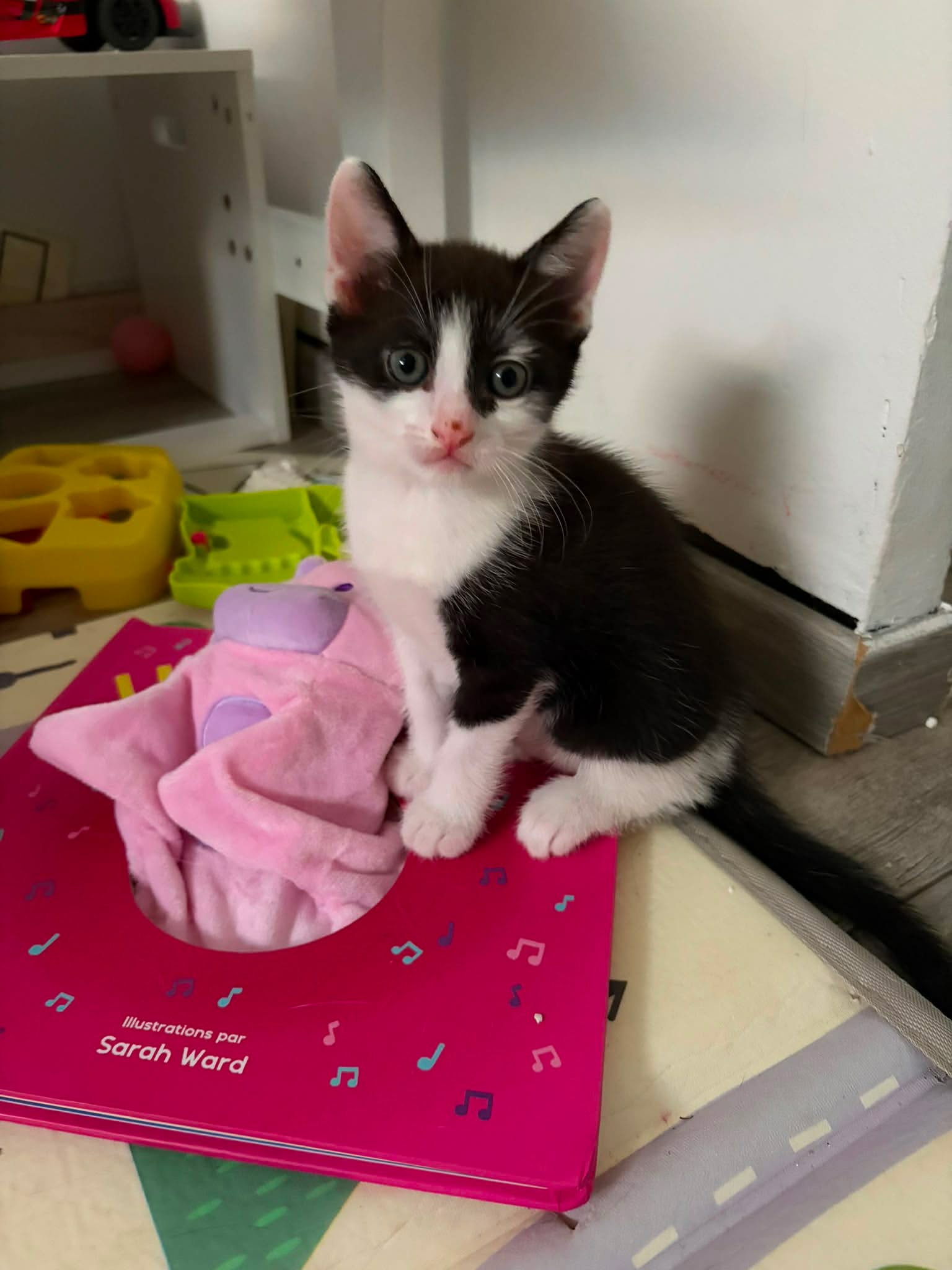adoption chaton 78