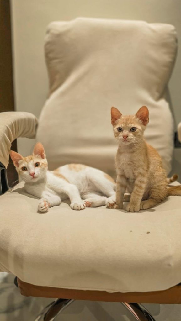 adoption chats