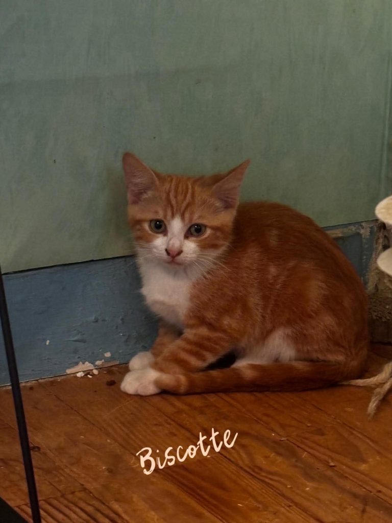 adoption chaton conflans sainte honine