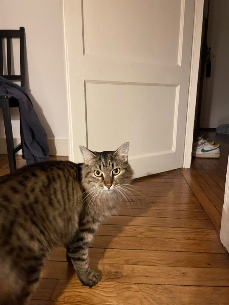 adoption chat