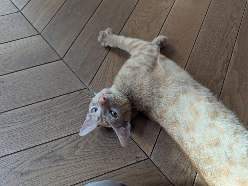 adoption chat paris