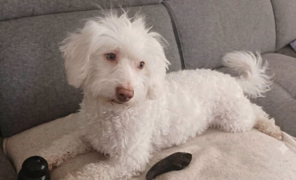 adoption chien ile de france