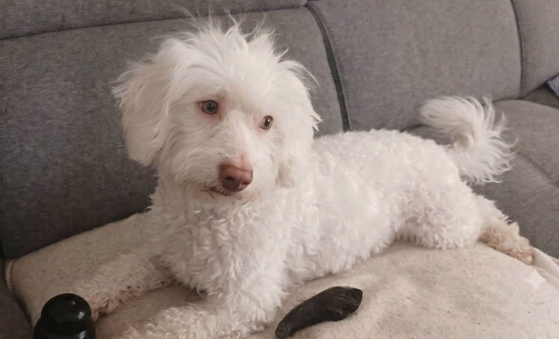 adoption chien ile de france