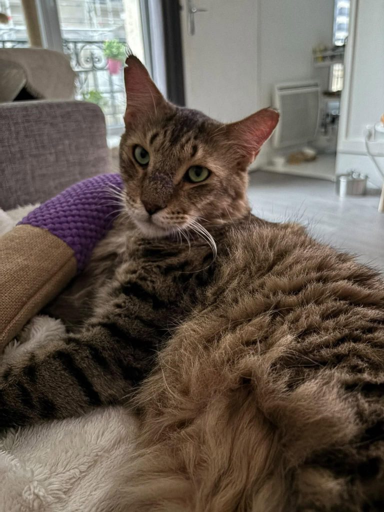 adoption chat ile de france