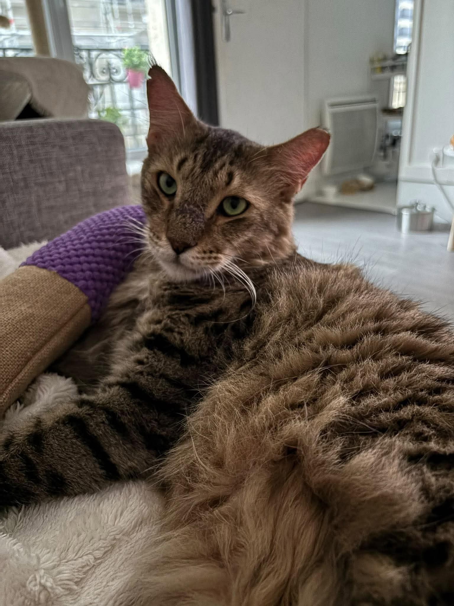 adoption chat ile de france
