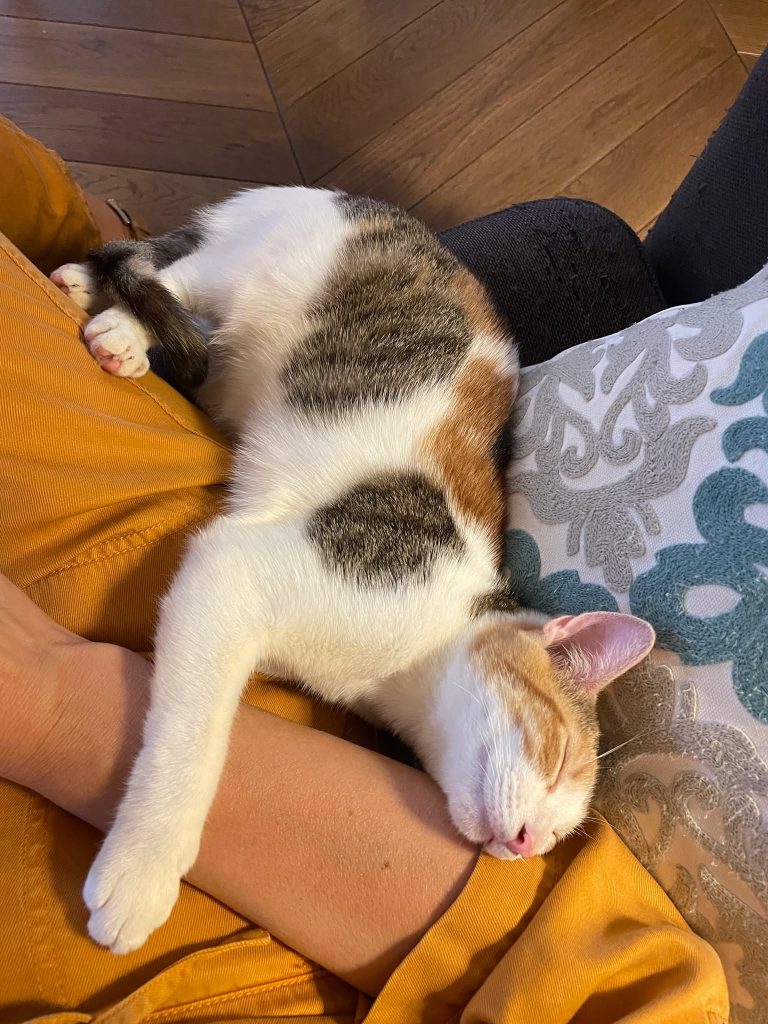 adoption chat