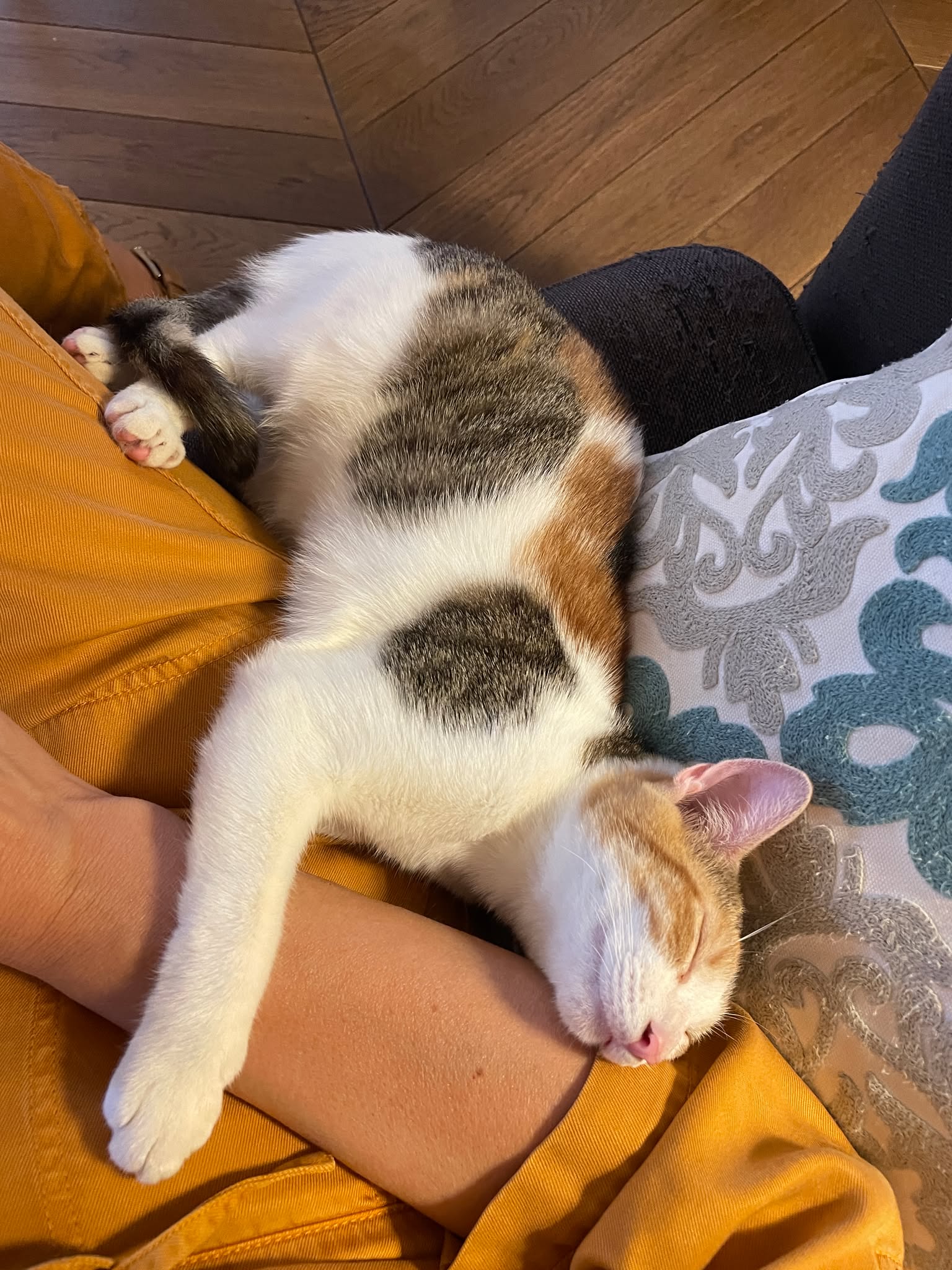 adoption chat